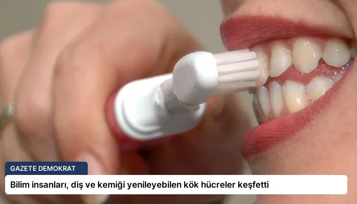 Bilim insanları, diş ve kemiği yenileyebilen kök hücreler keşfetti