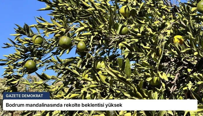 Bodrum mandalinasında rekolte beklentisi yüksek