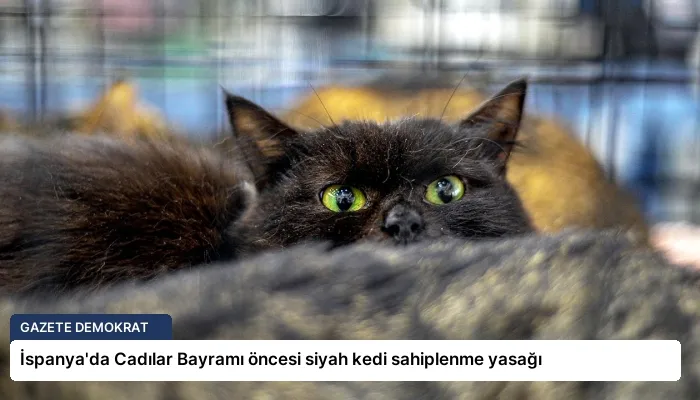 İspanya’da Cadılar Bayramı öncesi siyah kedi sahiplenme yasağı