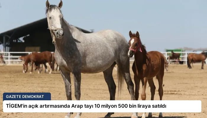 TİGEM’in açık artırmasında Arap tayı 10 milyon 500 bin liraya satıldı
