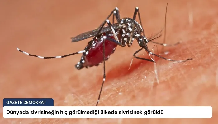 Dünyada sivrisineğin hiç görülmediği ülkede sivrisinek görüldü