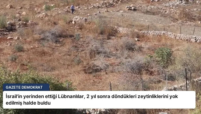 İsrail’in yerinden ettiği Lübnanlılar, 2 yıl sonra döndükleri zeytinliklerini yok edilmiş halde buldu
