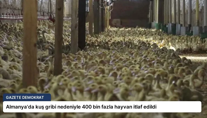 Almanya’da kuş gribi nedeniyle 400 bin fazla hayvan itlaf edildi
