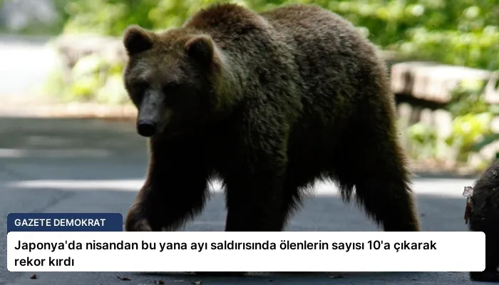 Japonya’da nisandan bu yana ayı saldırısında ölenlerin sayısı 10’a çıkarak rekor kırdı