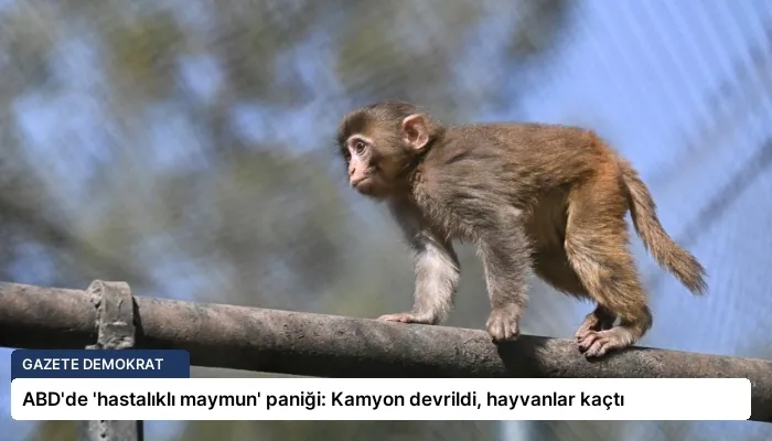 ABD’de ‘hastalıklı maymun’ paniği: Kamyon devrildi, hayvanlar kaçtı