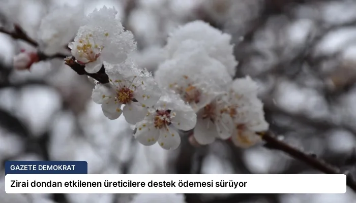 Zirai dondan etkilenen üreticilere destek ödemesi sürüyor