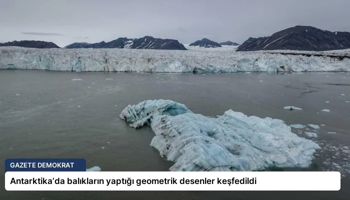 Antarktika’da balıkların yaptığı geometrik desenler keşfedildi