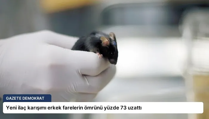 Yeni ilaç karışımı erkek farelerin ömrünü yüzde 73 uzattı