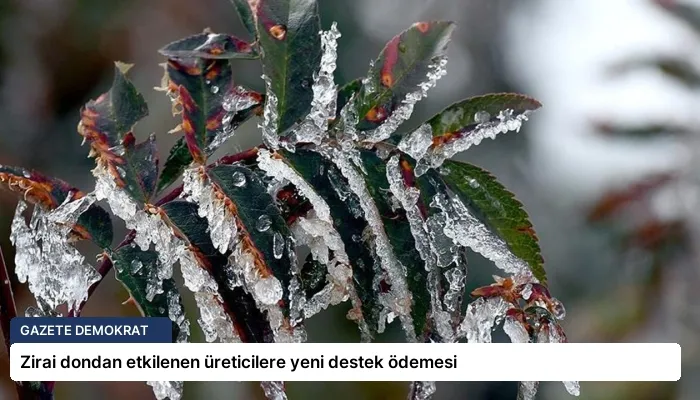 Zirai dondan etkilenen üreticilere yeni destek ödemesi