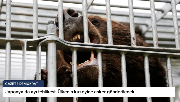 Japonya’da ayı tehlikesi: Ülkenin kuzeyine asker gönderilecek