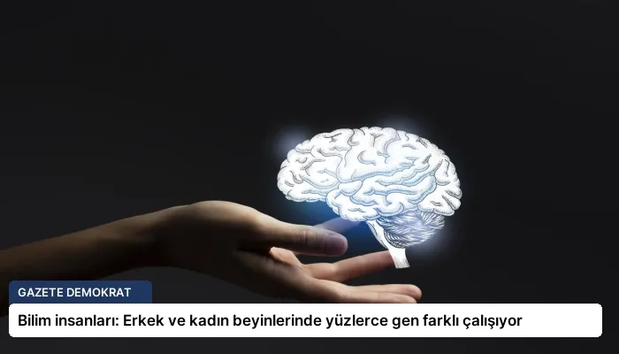 Bilim insanları: Erkek ve kadın beyinlerinde yüzlerce gen farklı çalışıyor