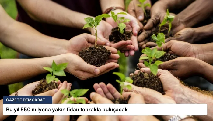 Bu yıl 550 milyona yakın fidan toprakla buluşacak