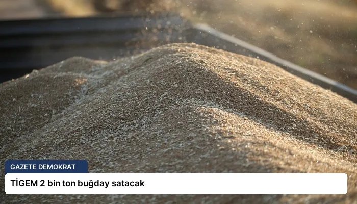 TİGEM 2 bin ton buğday satacak