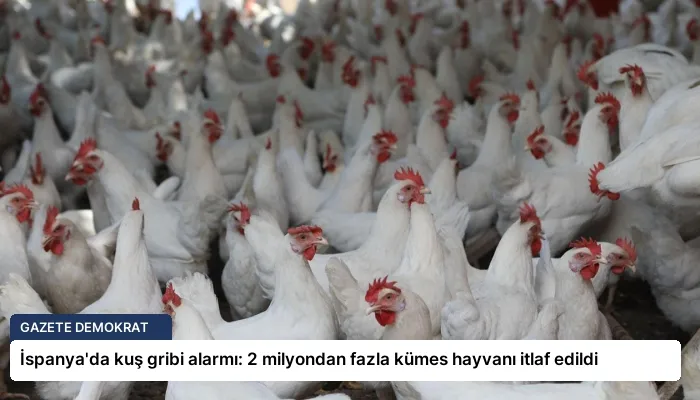 İspanya’da kuş gribi alarmı: 2 milyondan fazla kümes hayvanı itlaf edildi