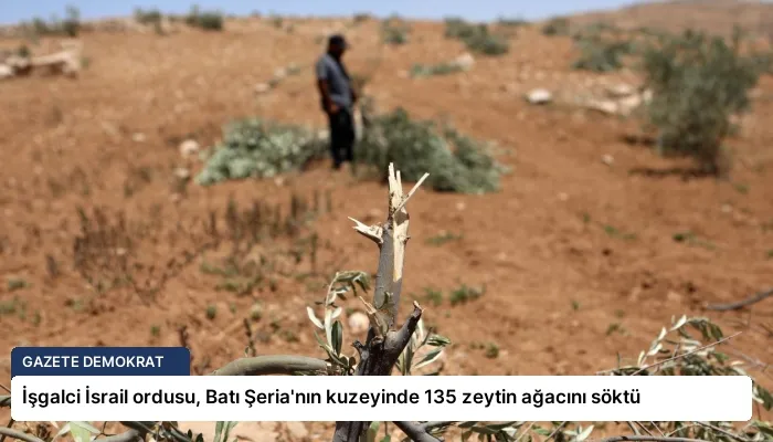 İşgalci İsrail ordusu, Batı Şeria’nın kuzeyinde 135 zeytin ağacını söktü