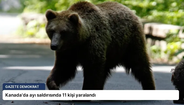 Kanada’da ayı saldırısında 11 kişi yaralandı