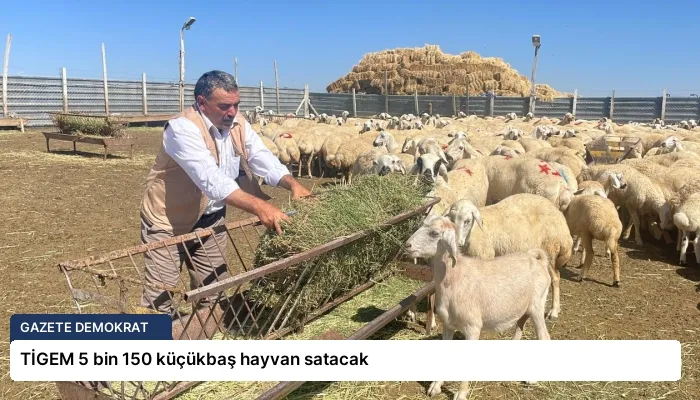 TİGEM 5 bin 150 küçükbaş hayvan satacak