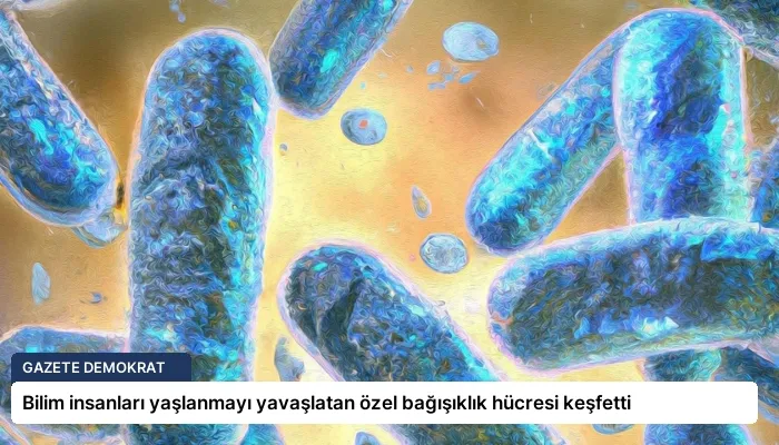 Bilim insanları yaşlanmayı yavaşlatan özel bağışıklık hücresi keşfetti