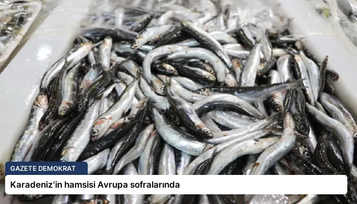 Karadeniz’in hamsisi Avrupa sofralarında