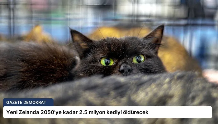 Yeni Zelanda 2050’ye kadar 2.5 milyon kediyi öldürecek