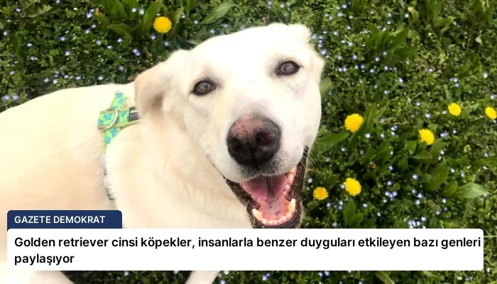 Golden retriever cinsi köpekler, insanlarla benzer duyguları etkileyen bazı genleri paylaşıyor