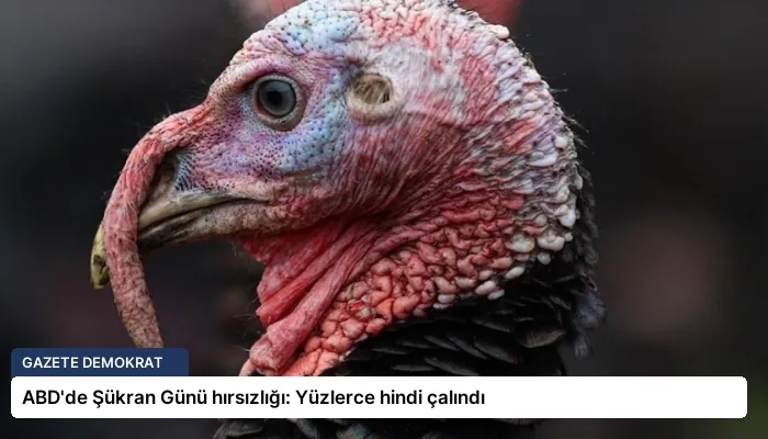ABD’de Şükran Günü hırsızlığı: Yüzlerce hindi çalındı