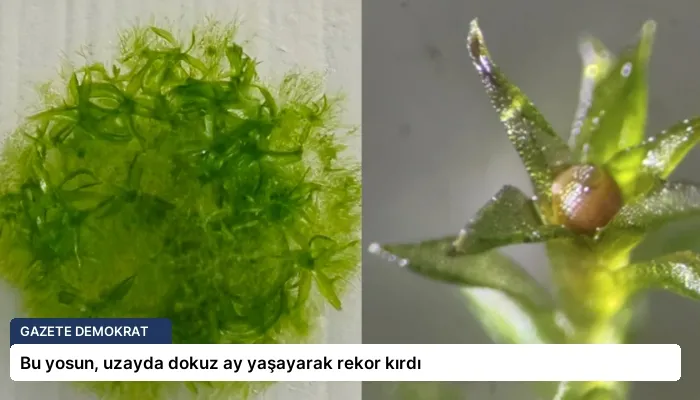 Bu yosun, uzayda dokuz ay yaşayarak rekor kırdı