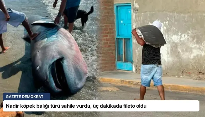 Nadir köpek balığı türü sahile vurdu, üç dakikada fileto oldu