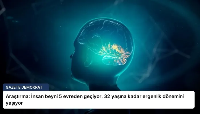 Araştırma: İnsan beyni 5 evreden geçiyor, 32 yaşına kadar ergenlik dönemini yaşıyor
