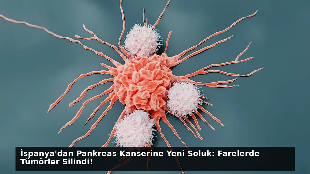 İspanya’dan Pankreas Kanserine Yeni Soluk: Farelerde Tümörler Silindi!
