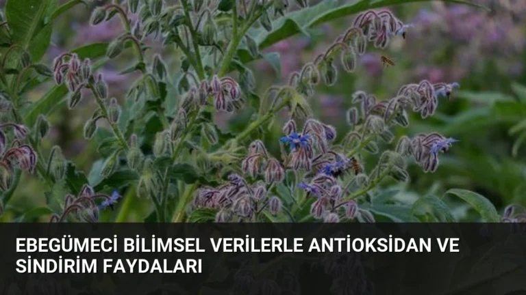 Ebegümeci Bilimsel Verilerle Antioksidan ve Sindirim Faydaları