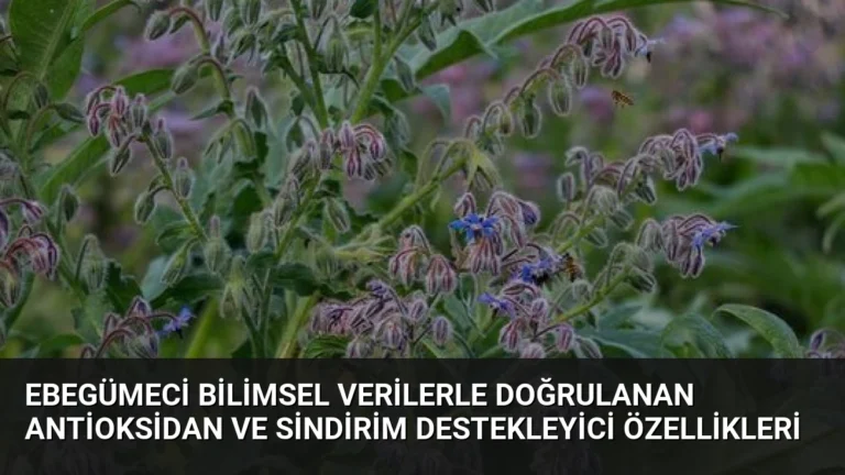 Ebegümeci Bilimsel Verilerle Doğrulanan Antioksidan ve Sindirim Destekleyici Özellikleri