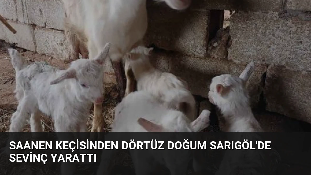 Saanen Keçisinden Dörtüz Doğum Sarıgöl’de Sevinç Yarattı