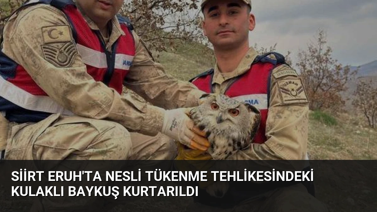 Siirt Eruh’ta Nesli Tükenme Tehlikesindeki Kulaklı Baykuş Kurtarıldı