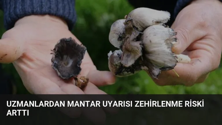 Uzmanlardan Mantar Uyarısı Zehirlenme Riski Arttı