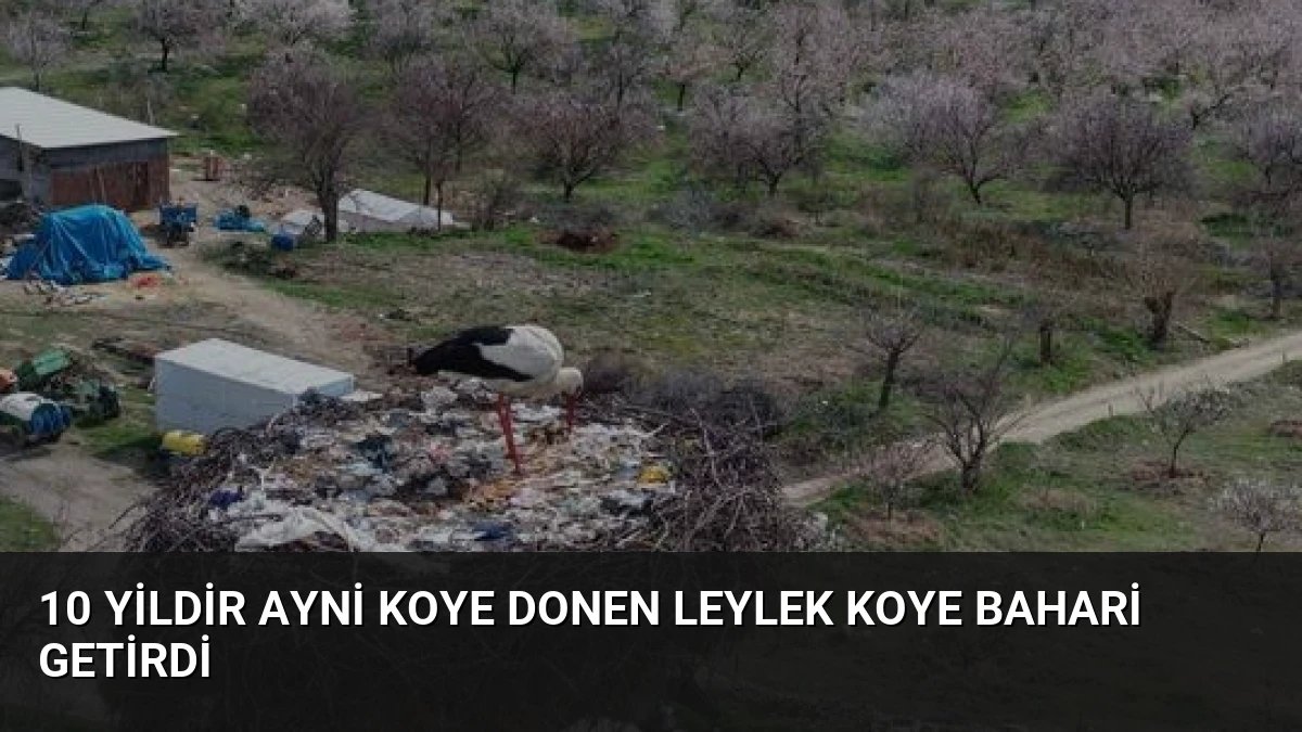 10 Yildir Ayni Koye Donen Leylek Koye Bahari Getirdi