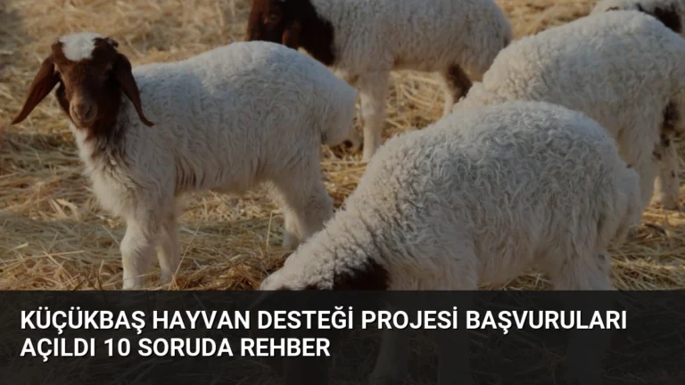 Küçükbaş Hayvan Desteği Projesi Başvuruları Açıldı 10 Soruda Rehber
