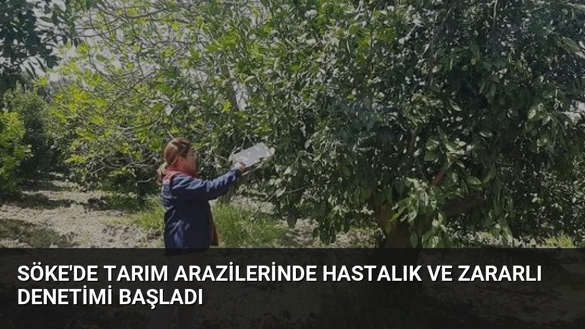 Söke’de Tarım Arazilerinde Hastalık ve Zararlı Denetimi Başladı