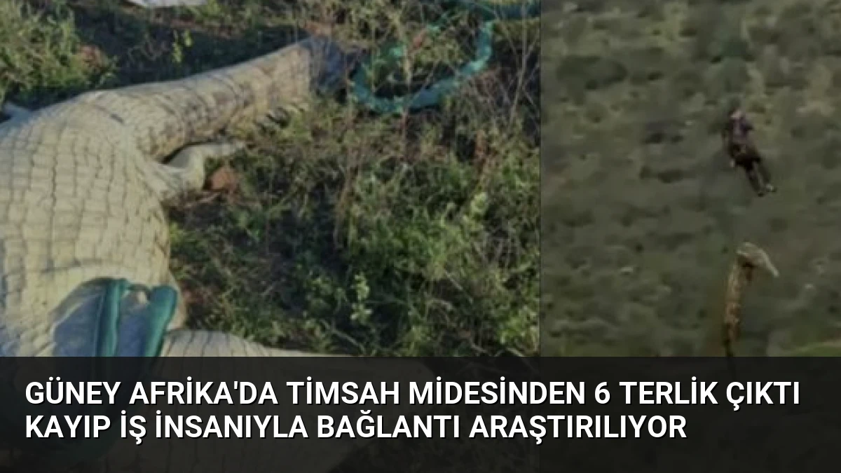 Güney Afrika’da Timsah Midesinden 6 Terlik Çıktı Kayıp İş İnsanıyla Bağlantı Araştırılıyor