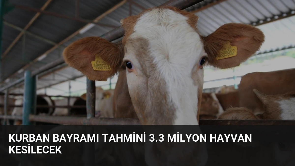 Kurban Bayramı Tahmini 3.3 Milyon Hayvan Kesilecek