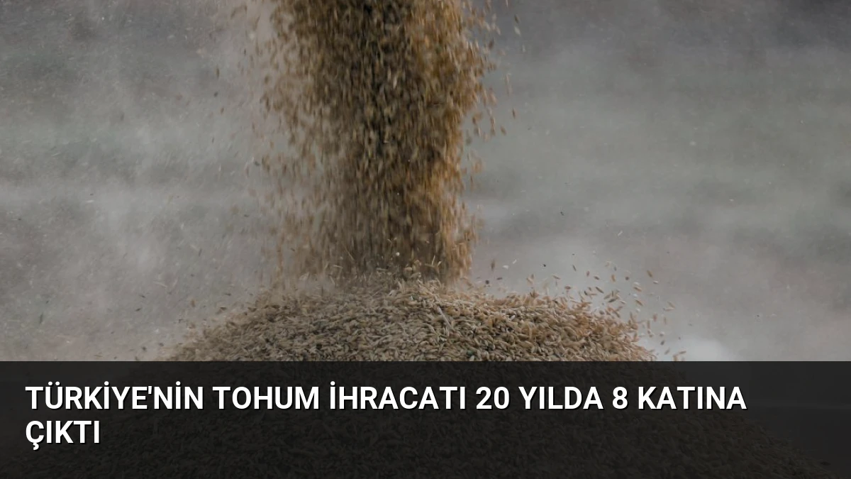 Türkiye’nin Tohum İhracatı 20 Yılda 8 Katına Çıktı