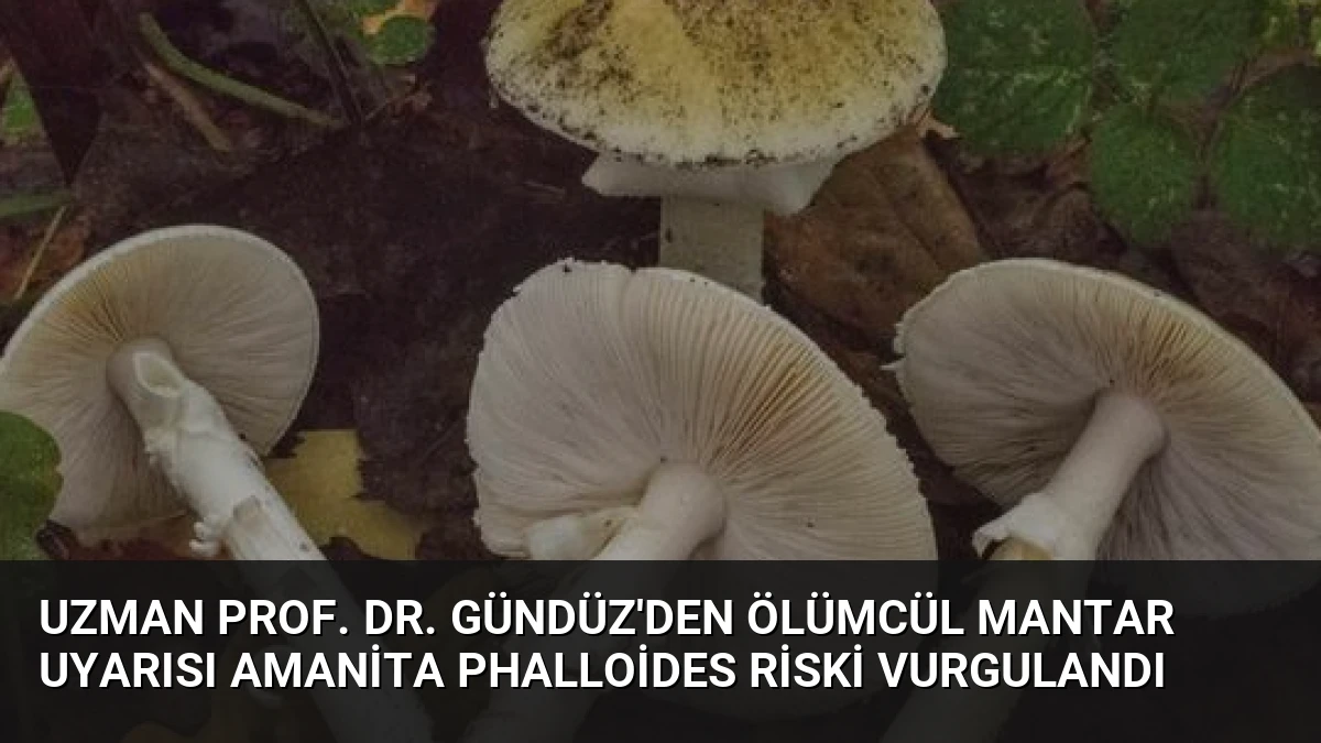 Uzman Prof. Dr. Gündüz’den Ölümcül Mantar Uyarısı Amanita Phalloides Riski Vurgulandı
