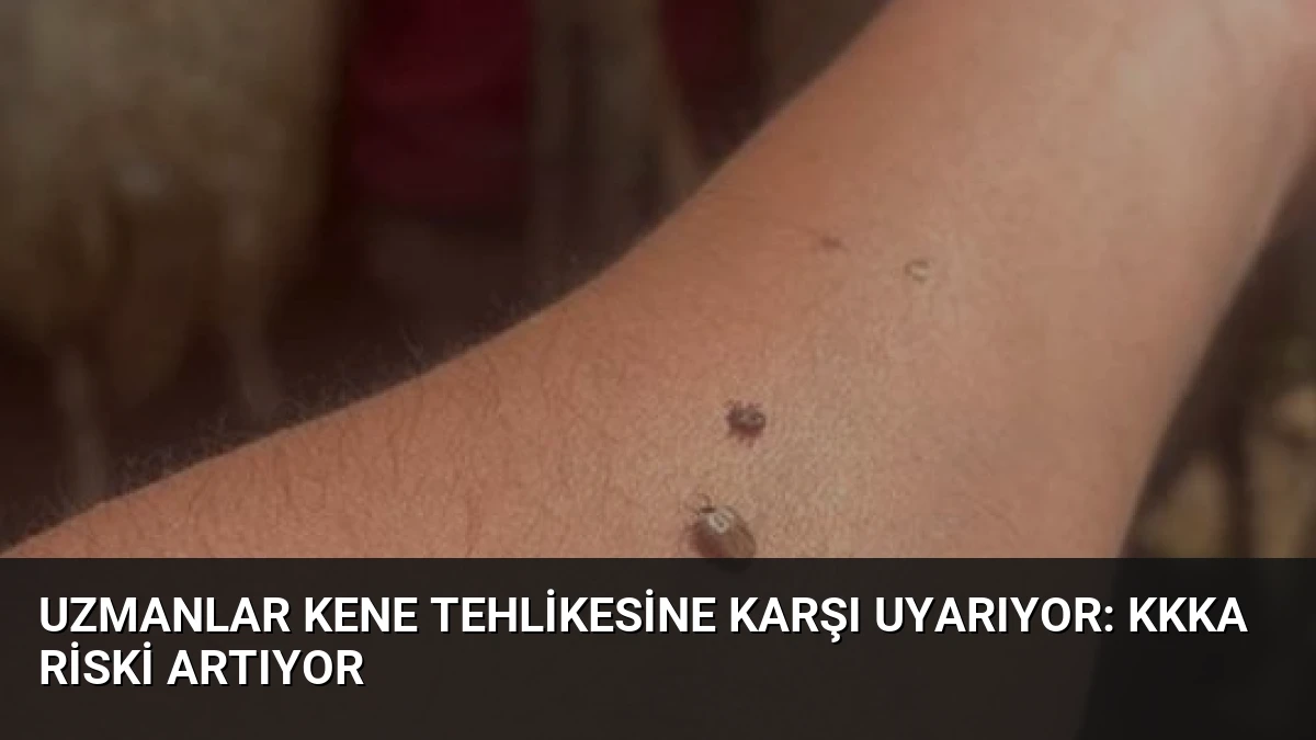 Uzmanlar Kene Tehlikesine Karşı Uyarıyor: KKKA Riski Artıyor