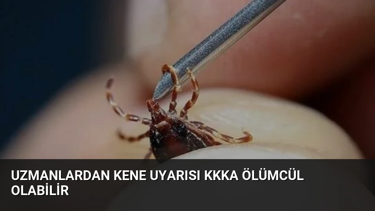 Uzmanlardan Kene Uyarısı KKKA Ölümcül Olabilir